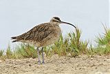 Whimbrel